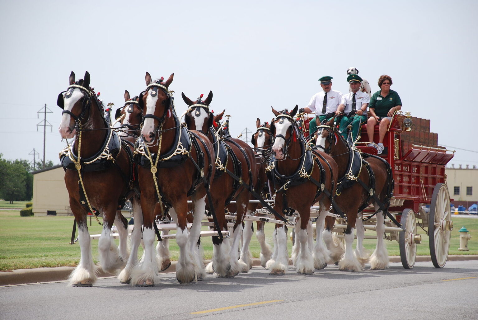The Budweiser Clydesdales Are A St. Louis Icon St. Louis Souvenirs